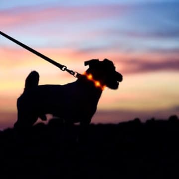 夜に犬の散歩をするときの『タブー行為』５選　絶対NGな理由や愛犬の命を守るためにすべき行動まで