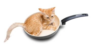 「フライパンの中の猫をひっくり返す」? 猫にまつわる英語イディオム (26)