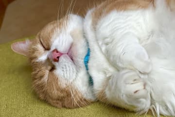 SNSで人気のスター猫たちが集結！話題の「ねこ休み展」がルクア大阪に登場