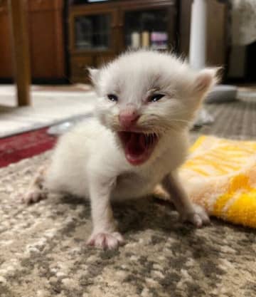 雨の中で鳴いていた生後約1週間の子猫を保護→1年ですっかり大きくなり、「大事な可愛い娘」のような存在に！