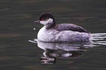 北京でハジロカイツブリを撮影