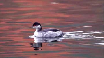 北京でハジロカイツブリを撮影