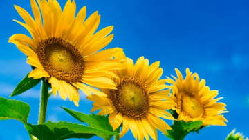 【ひまわりの種】メジャーリーガー御用達人気ブランド5種食べ比べ！【USA GIANTS製】