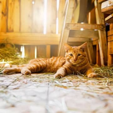 厳しい生活再建の下でも「インフルエンサー猫」が心の支えに　オーストラリア