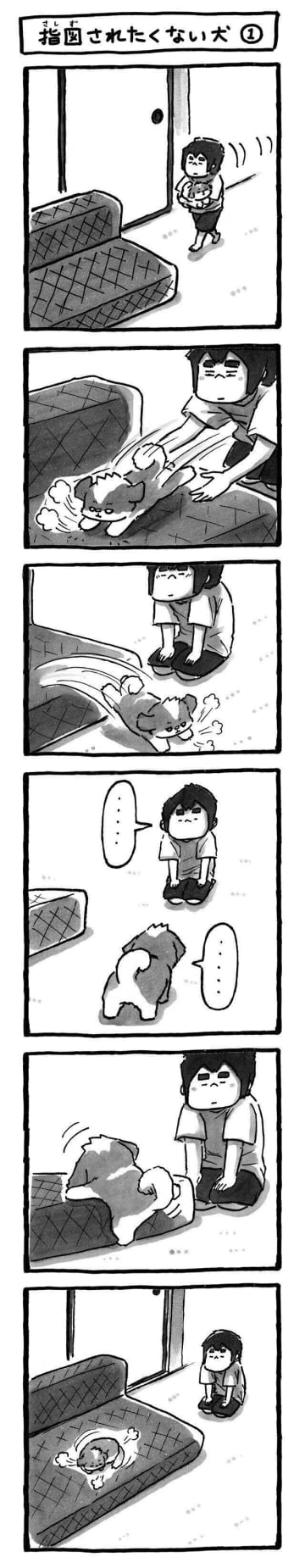 「指図はイヤ！」うちの犬が見せた不思議なこだわり|連載「シーズー犬のてんぽ」第286回