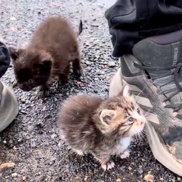 雨の中、必死に追いかけてきた『2匹の子猫』…涙が止まらない『素敵すぎる話』が109万再生「よかったよかった泣」「本当にありがとう」