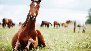 馬に乗れない時にも出来ること