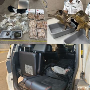 マカオ税関、運び屋による密輸事案を1週間で8件摘発…着衣の下や越境自家用車内に中古電子製品や生きたカメなど隠す