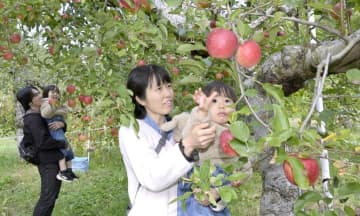 「甘くておいしい」　大子・奥久慈りんご　茨城