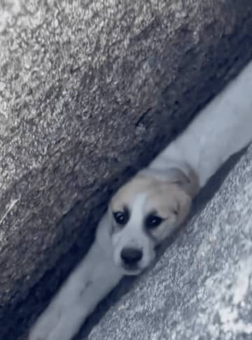岩のあいだにスポッ…弱々しく鳴き声を上げる大ピンチの子犬を消防士が無事救出「ヒーローに感謝」