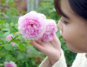 芳醇バラ1000品種、心引かれ　八千代・京成バラ園　11月下旬まで見頃　アリスの世界演出も