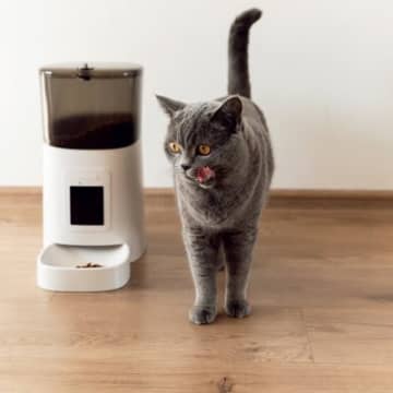 飼い主が迷いやすい『大型・高額な猫グッズ』4選　失敗しないための選び方もご紹介