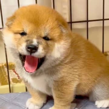 産まれて20日の赤ちゃん犬に『おはよう』と声をかけた結果…破壊力が高い『天使すぎる光景』が297万再生「ニヤニヤ止まらん」現在の姿も