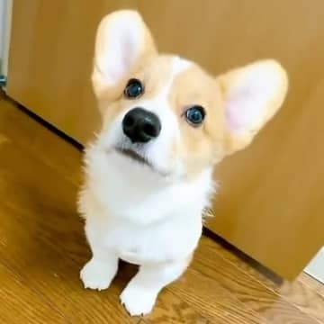 飼い主の前でお座りする犬→『爆速すぎるお手』と『まさかのドヤ顔』が206万表示「飼い主が躾けられてるまである」「まさにあうんの呼吸」