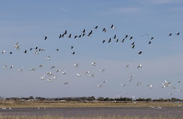 勅勒川草原に渡り鳥が飛来　中国内モンゴル自治区