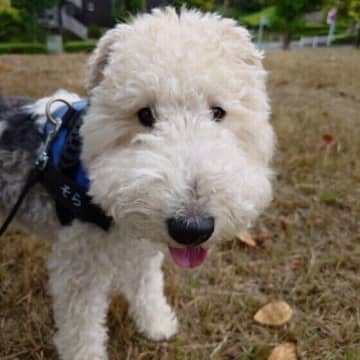 犬が冬にかかりやすい病気一覧 愛犬の冬の健康管理のポイントとは？