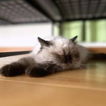 猫は鼻くそがつまると食欲がなくなる!?　猫の目くそ・鼻くその雑学6選