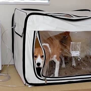 犬に『酸素室に入れたらオヤツをあげる』と教えた結果…思いもよらない『まさかの副作用』に爆笑「新しい特技」「賢くて悪知恵も働くのかな」