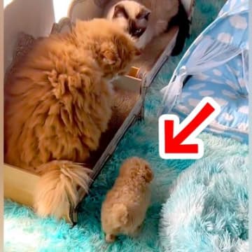 瀕死の状態で保護された赤ちゃん犬→先住猫たちが…あまりにも尊い『新しい家族との生活』が72万再生「優しい世界…」「元気になってね」と感動