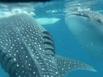 【セブ旅行】感動のジンベイザメ体験には朝が勝負！