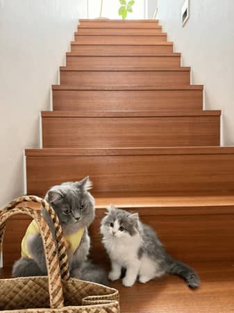 高橋克典、愛猫ミルリィ＆ラヴィの癒し姉弟ショット公開