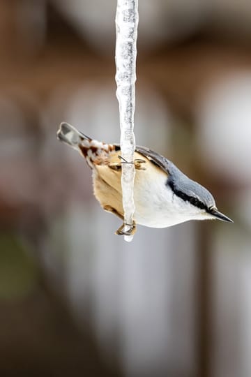 高橋直暉写真展：いのち ～不語成友 語らず友となる～