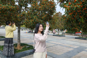 モクセイ満開、人気の撮影スポットに　中国・武夷山市