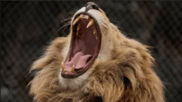 大谷翔平、シリーズMVP受賞の山本由伸を“恒例”の画像でイジる　これまでとは違う「変化」にネット注目