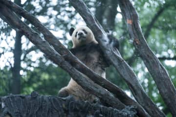 木登り上手なパンダのシャンシャン　中国四川省