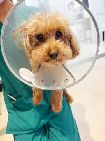 元あいのりメンバー、愛犬のギプス卒業を報告も新たな問題が発生「足が炎症起こしてしまったみたい」