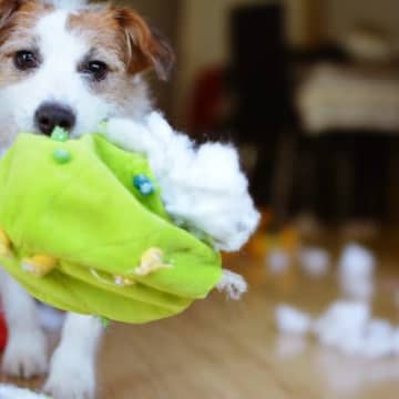 犬がすぐ『おもちゃを壊してしまう』理由3つ　本能的な原因や長持ちさせるコツもご紹介