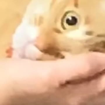 ママが猫のことを『抱っこ』したら…まさかすぎる『拒否の仕方』が337万再生「重力お母さんなの？」「魚を持ってるのかと思ったｗ」と大反響