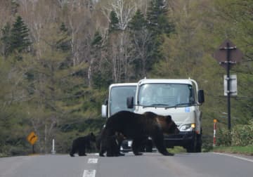 なぜ1人と3頭の命は失われたのか、世界遺産知床で見過ごされたリスク 襲われた登山者、崩れるヒグマとの「共存」
