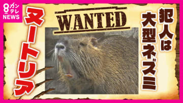 農作物被害額は年間5000万円にも“害獣”「ヌートリア」　収穫直前の米が被害農家「一生懸命育てたのに」　『1匹3000円』の報奨金で捕獲に乗り出す自治体も　“ジビエ”食材の可能性