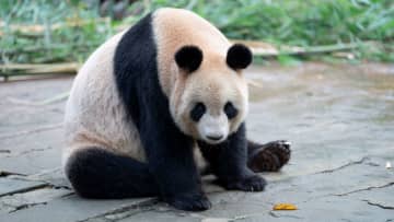 パンダのシンシン、さりげなく体操　中国四川省