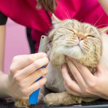 猫に関わりながら働ける『お仕事』3選　業務内容や必要なスキルもご紹介