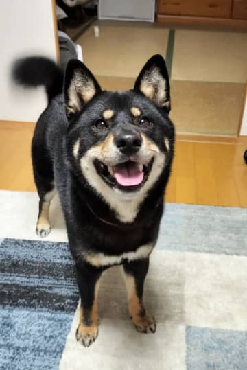 「遊んで攻撃」かまって欲しい柴犬と、犬小屋を修理したいお父さんの攻防戦に反響→「思ってた以上に全力」「笑いが止まらない」