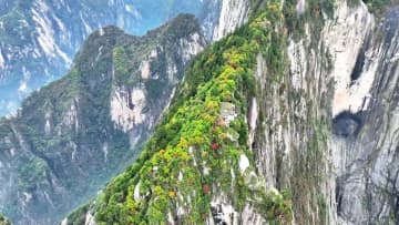 晩秋の華山、色鮮やか　中国陝西省