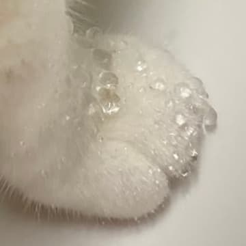 猫の手に付いた、とあるキラキラした物。弾けるような◯◯に「なんか神秘的」「宝石を散りばめたみたい」と14万いいね！