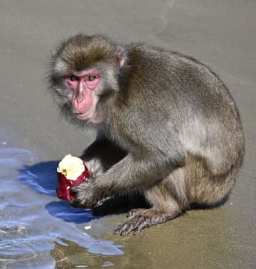 イモを海水で洗って食べるサル　宮崎の無人島で生態を学ぶ会