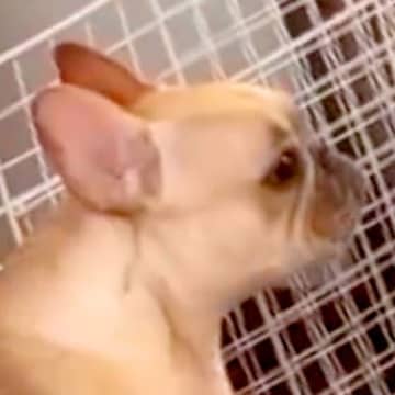 外出したら、娘から『犬の様子』が送られてきて…今すぐ帰りたくなる『子どものように泣く光景』が180万再生「ママ大好きなんだ」「可愛すぎ」