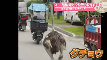 道路駆け抜けるダチョウ　スープ鍋は嫌だ！？決死の脱走　中国【#世界のミダシ】