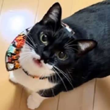 ネコの名前を呼びながらドアを開けた、次の瞬間…たまらなく愛おしい『お返事』に癒される人続出「しゃべってるね」「あー可愛すぎ」と反響