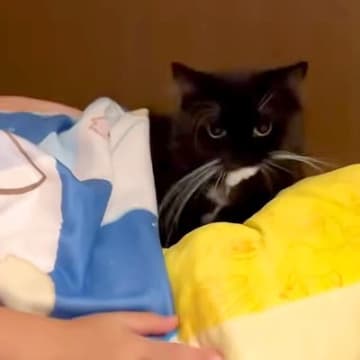 黒白猫のために寝床を作ってあげるお姉ちゃん→なぜか気に入らない様子で…胸キュン必至な『まさかの理由』に反響「特別な愛情」「甘えてるね」