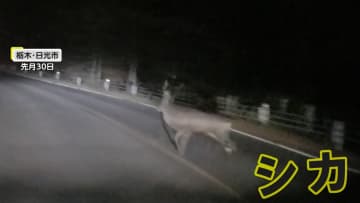 「うわー！」日光でシカに遭遇　死角から現れ突然目の前に…目撃者は「心臓バクバク」