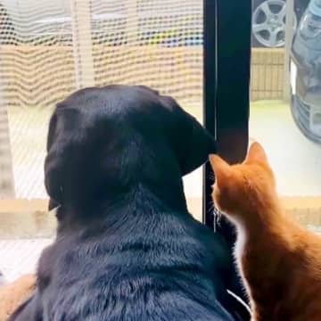 保護子猫と仲良しな大型犬→１年後にまた子猫が現れて…ライバルになるかと思いきや、泣けるほど愛おしい『３匹一緒の姿』に反響「全てが尊い」