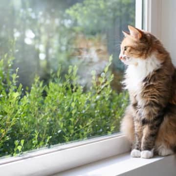 猫が『窓の外』をじっと見つめる理由5つ　考えられる心理から飼い主ができる工夫まで