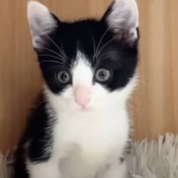 大好きな同居猫と『5時間だけ』離れた子猫→再会すると…尊すぎる『愛が溢れる光景』に「寂しいよね」「甘えん坊な姿にめっちゃキュン」の声