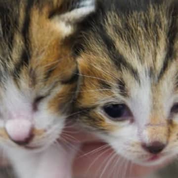 保護された3匹の赤ちゃん猫→家族に迎えて『1年』が経過したら…感動のビフォーアフターが22万表示「大きくなったね」「可愛さ増し増しだ」