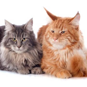 猫の『顔立ち』でわかる性別の違い4つ　意外と知らないオス・メスの見分け方とは